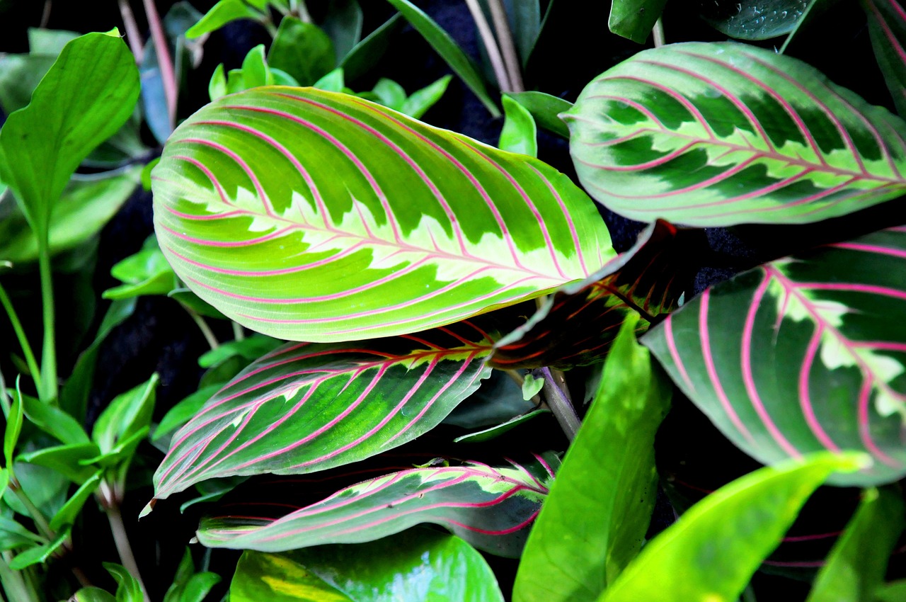 Cieniolubna roślina Maranta z dużymi zielonymi liśćmi tworząca ciekawy kontrast ze względu na różnorodność liści i wzorów