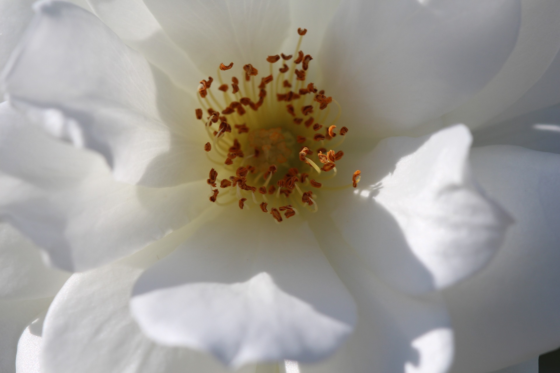 Na zdjęciu widać piękną, białą gardenię kwiat, która rozkwita w pełni swojego piękna. Jej płatki są delikatne, niemal przezroczyste, a w samym środku kwiatu widoczne są charakterystyczne, żółte pręciki. Roślina ta emanuje pięknym, intensywnym zapachem, który z pewnością umili każdą chwilę spędzoną w jej bliskim sąsiedztwie