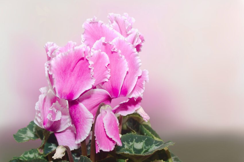 Zdjęcie przedstawia trującą roślinę doniczkową o nazwie Cyclamen. Roślina ta ma piękne, kolorowe kwiaty oraz liście o charakterystycznym sercowatym kształcie