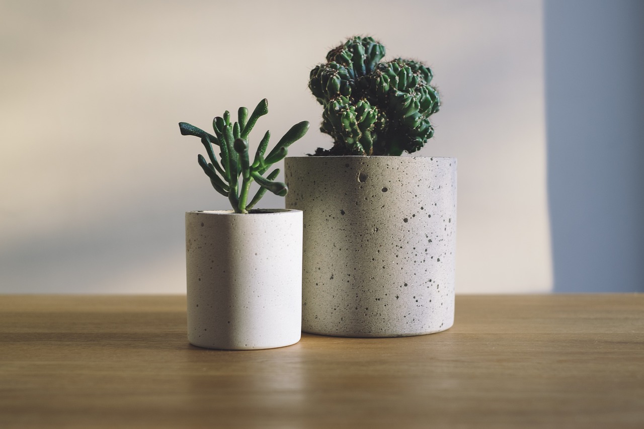 Zdjęcie przedstawia dwie kaktusowe rośliny doniczkowe, które są umieszczone w ozdobnych ceramicznych doniczkach. Kaktusy mają charakterystyczne, kolczaste pędy i kolorowe, kwiatowe szyszki. Rośliny te są popularne wśród miłośników egzotycznych roślin doniczkowych z powodu swojego niezwykłego wyglądu i łatwej pielęgnacji