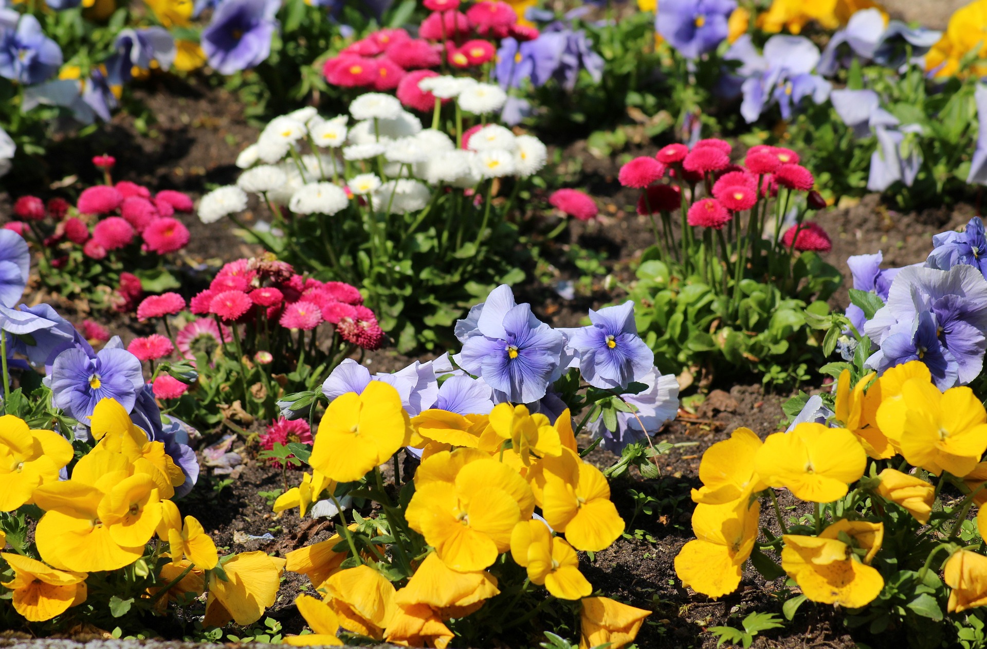 Na tym ujęciu widać przepiękną rabatę, która zachwyca intensywnością kolorów i różnorodnością kwiatów. Wśród nich można dostrzec delikatne tulipany, urocze bratki, piękne róże oraz wiele innych kolorowych kwiatów, które wspólnie tworzą niepowtarzalny i zjawiskowy krajobraz. Ta urocza rabata z pewnością przyciąga uwagę i dostarcza wiele radości dla miłośników ogrodów i kwiatów