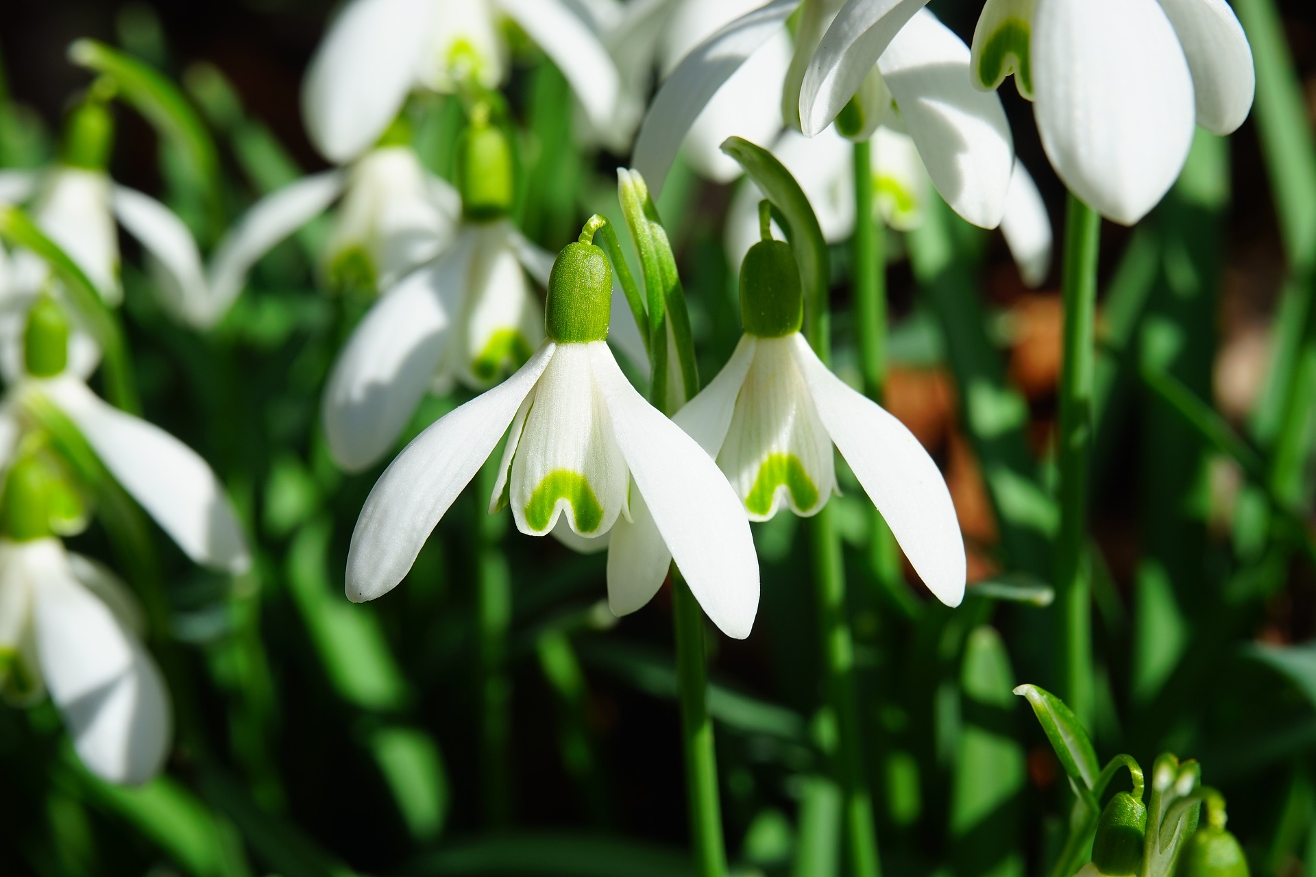 To ujęcie przedstawia piękny biały krokus śnieżny (Galanthus nivalis), który jest jednym z najwcześniej kwitnących kwiatów wiosennych. Jego białe, delikatne kwiaty z charakterystycznymi zielonymi plamkami na płatkach ukazują się już na przełomie lutego i marca, dodając ogrodowi niezwykłego uroku. Krokus śnieżny to roślina o subtelnej urodzie, która doskonale prezentuje się wśród traw, na rabatach kwiatowych i pod drzewami. To idealny wybór dla miłośników prostoty i naturalnego piękna w ogrodzie
