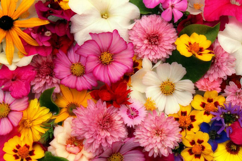 Na tym ujęciu widać piękne, kolorowe kwiaty, które wspaniale ozdabiają przestrzeń i dodają uroku swoim intensywnym, jaskrawym barwom. Wśród nich można dostrzec delikatne stokrotki, urocze tulipany, piękne róże oraz wiele innych odmian kwiatów, które razem tworzą niepowtarzalny i zjawiskowy krajobraz. Te urocze kwiaty przyciągają uwagę i dostarczają wiele radości dla miłośników pięknych i kolorowych ogrodów