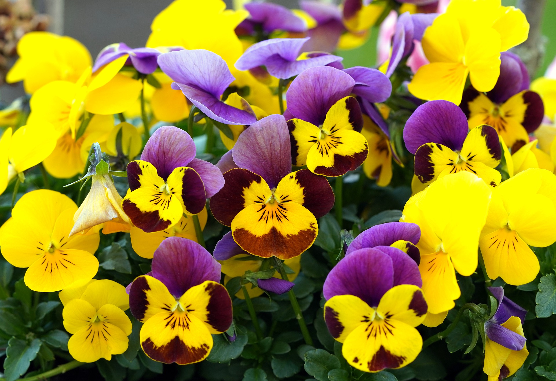 To ujęcie ukazuje piękny bratek o wyjątkowo oryginalnym kolorze - żółto-fioletowym. Kwiat ten zachwyca nie tylko swym niecodziennym ubarwieniem, ale również pięknym kształtem i delikatnymi płatkami. Zolto-fioletowy bratek to idealna roślina na wiosenne rabaty kwiatowe, która cieszy oko swym pięknem i subtelnością. Ten gatunek bratka jest łatwy w uprawie i pielęgnacji, co czyni go idealnym wyborem dla każdego miłośnika kwiatów